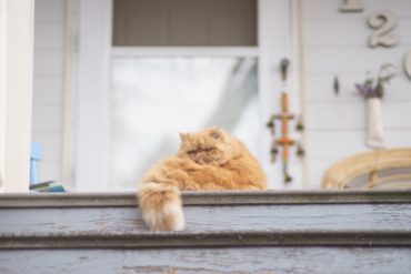 chat obese, conseils pour éviter le surpoids