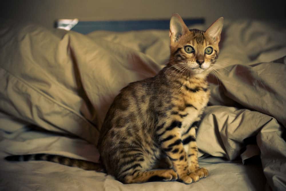 le chat Bengal