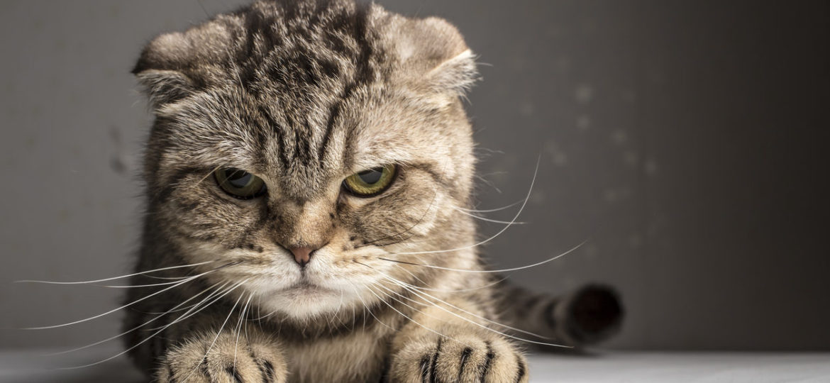 Comment reconnaître un chat malheureux ?